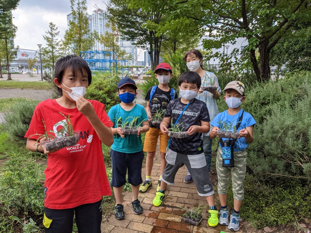 【報告】ローズマリー苗床づくり