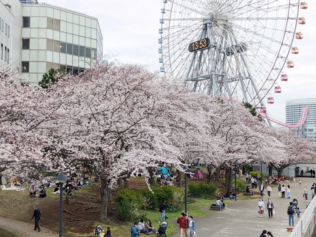 【報告】お花見散歩撮影会